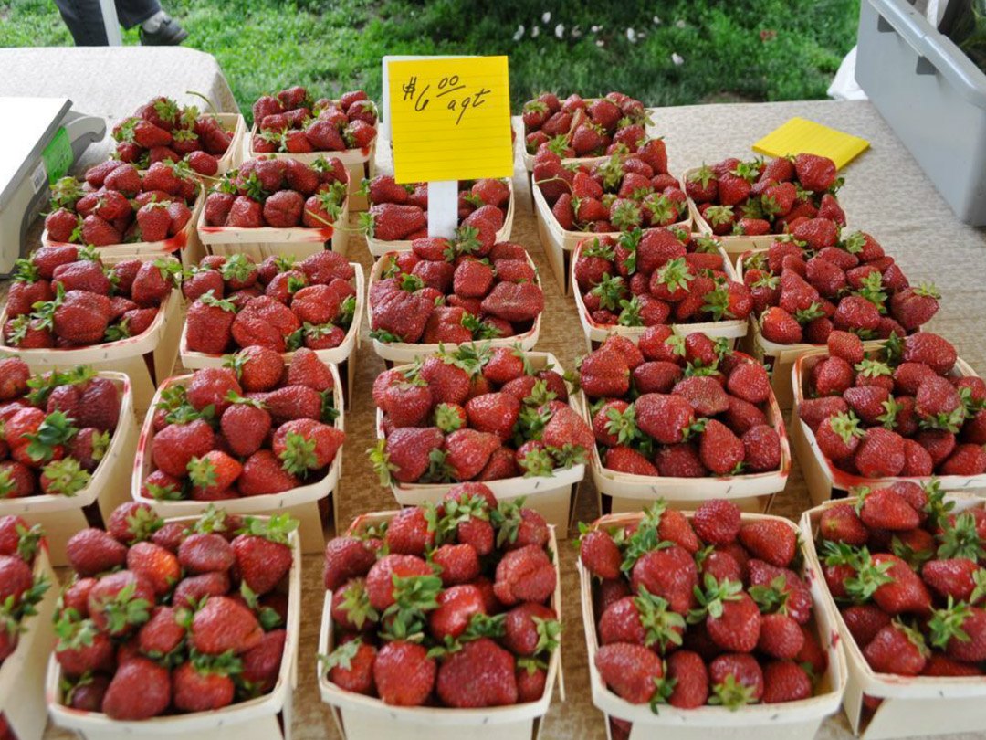 Rose Park Farmers Market - table full of cartons over flowing with ripe strawberries