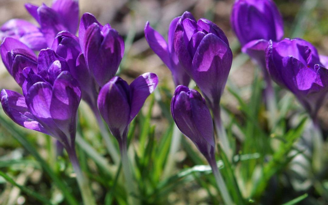 Rose Park Crocuses