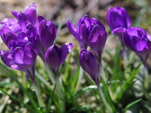 Rose Park Crocuses