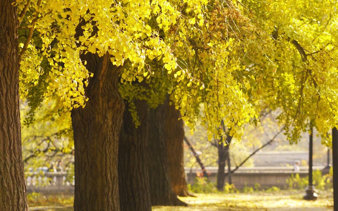 Rose Park Ginko Trees