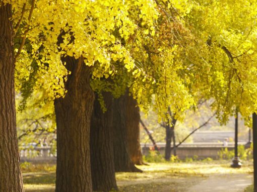 Rose Park Ginko Trees