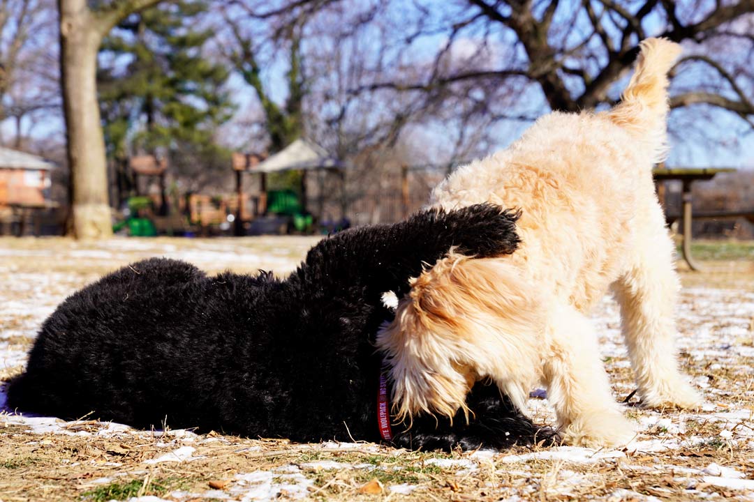 Friends of Rose Park - Park Pets Gallery