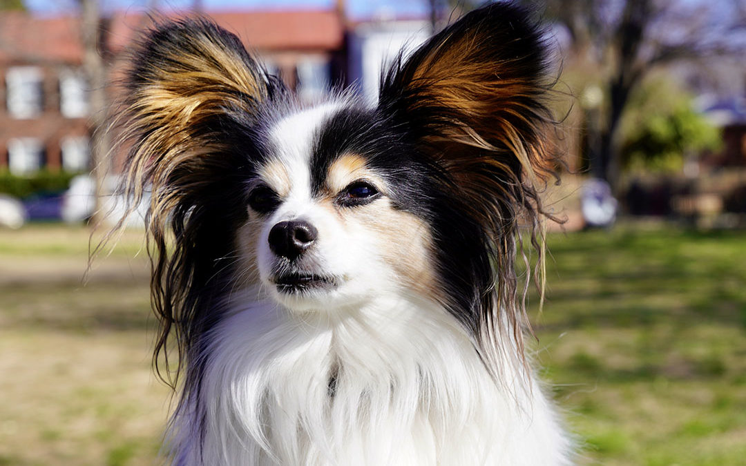 Cache Cache, a Papillon spaniel dog, sitting, cropped above shoulders