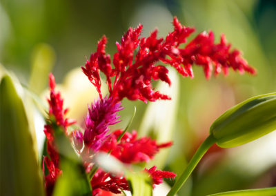 Friends of Rose Park - Farmers Martket 2018 - floral bouquet close up red flower