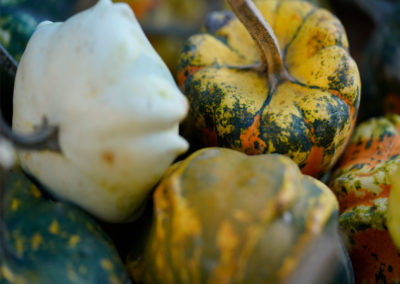 Friends of Rose Park - Farmers Martket 2018 - variety of winter squash and small pumpkins