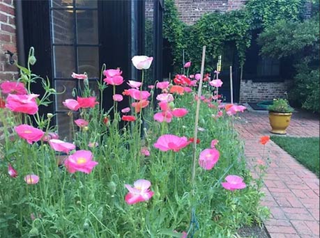 Georgetown Garden Club - Friends of Rose Park Community Partner - image of wild flowers and a brick walk way in a yard